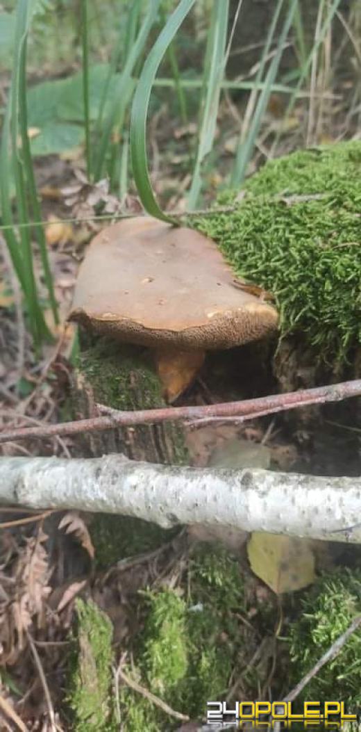 To było prawdziwe grzybobranie. Czytelnicy pochwalili się zbiorami