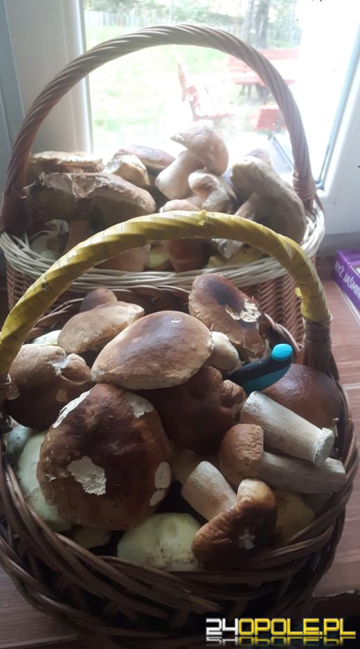 To było prawdziwe grzybobranie. Czytelnicy pochwalili się zbiorami