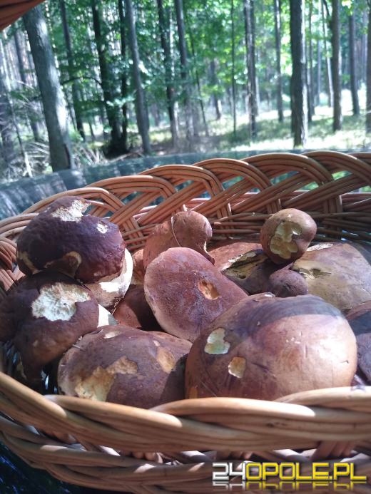 To było prawdziwe grzybobranie. Czytelnicy pochwalili się zbiorami