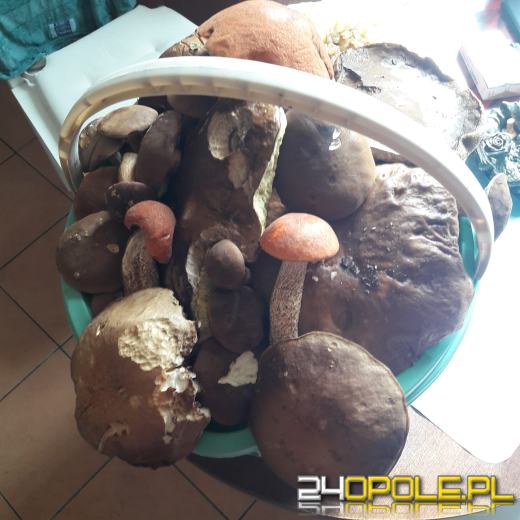 To było prawdziwe grzybobranie. Czytelnicy pochwalili się zbiorami