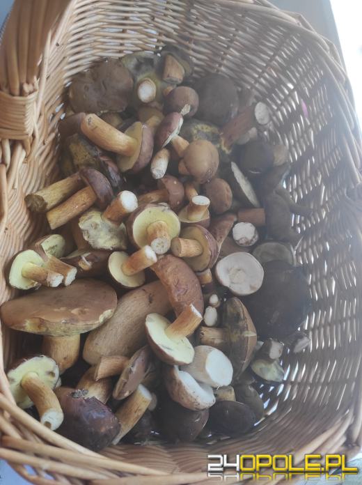 To było prawdziwe grzybobranie. Czytelnicy pochwalili się zbiorami