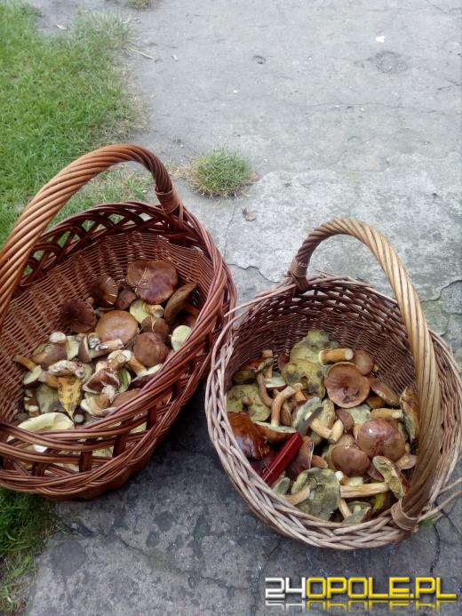 To było prawdziwe grzybobranie. Czytelnicy pochwalili się zbiorami
