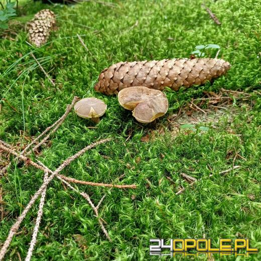 To było prawdziwe grzybobranie. Czytelnicy pochwalili się zbiorami