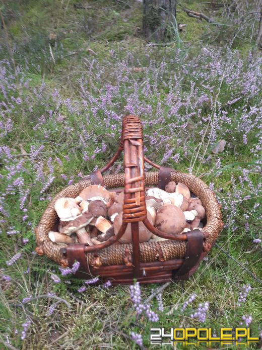 To było prawdziwe grzybobranie. Czytelnicy pochwalili się zbiorami