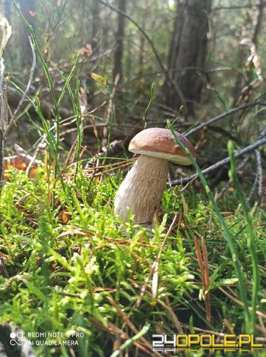 To było prawdziwe grzybobranie. Czytelnicy pochwalili się zbiorami