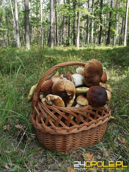 To było prawdziwe grzybobranie. Czytelnicy pochwalili się zbiorami