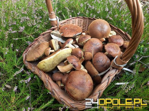 To było prawdziwe grzybobranie. Czytelnicy pochwalili się zbiorami