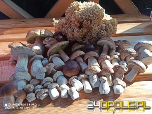 To było prawdziwe grzybobranie. Czytelnicy pochwalili się zbiorami