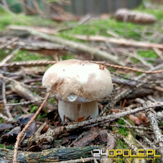 To było prawdziwe grzybobranie. Czytelnicy pochwalili się zbiorami