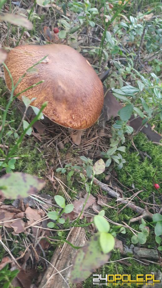 To było prawdziwe grzybobranie. Czytelnicy pochwalili się zbiorami