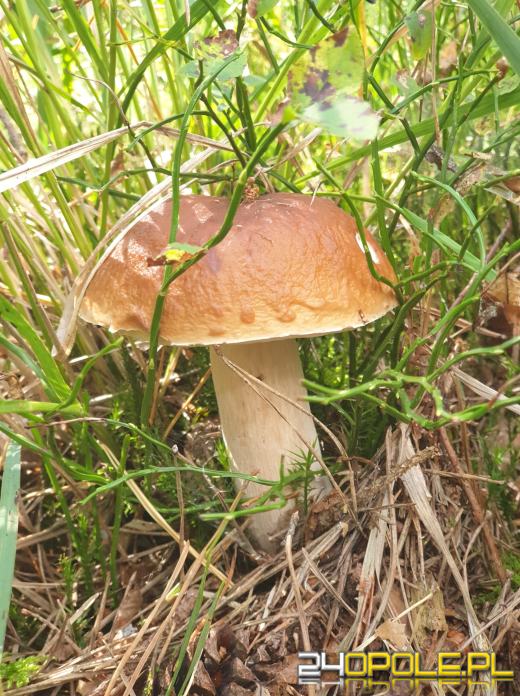 To było prawdziwe grzybobranie. Czytelnicy pochwalili się zbiorami