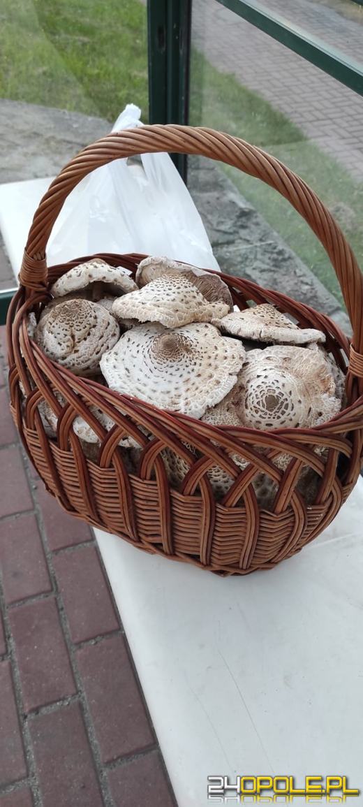 To było prawdziwe grzybobranie. Czytelnicy pochwalili się zbiorami