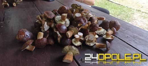 To było prawdziwe grzybobranie. Czytelnicy pochwalili się zbiorami