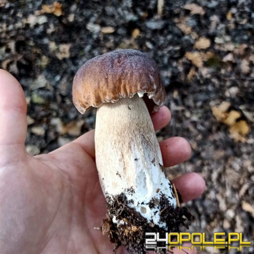 To było prawdziwe grzybobranie. Czytelnicy pochwalili się zbiorami