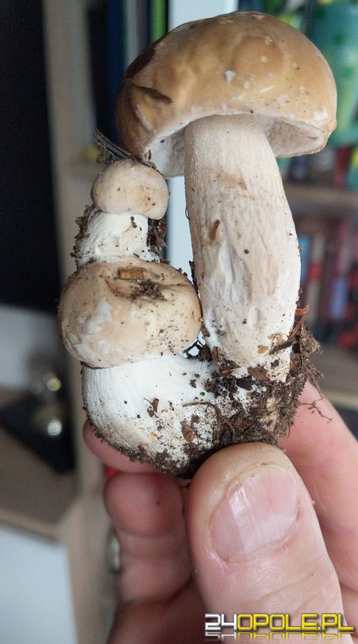 To było prawdziwe grzybobranie. Czytelnicy pochwalili się zbiorami