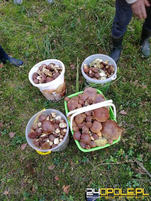 To było prawdziwe grzybobranie. Czytelnicy pochwalili się zbiorami