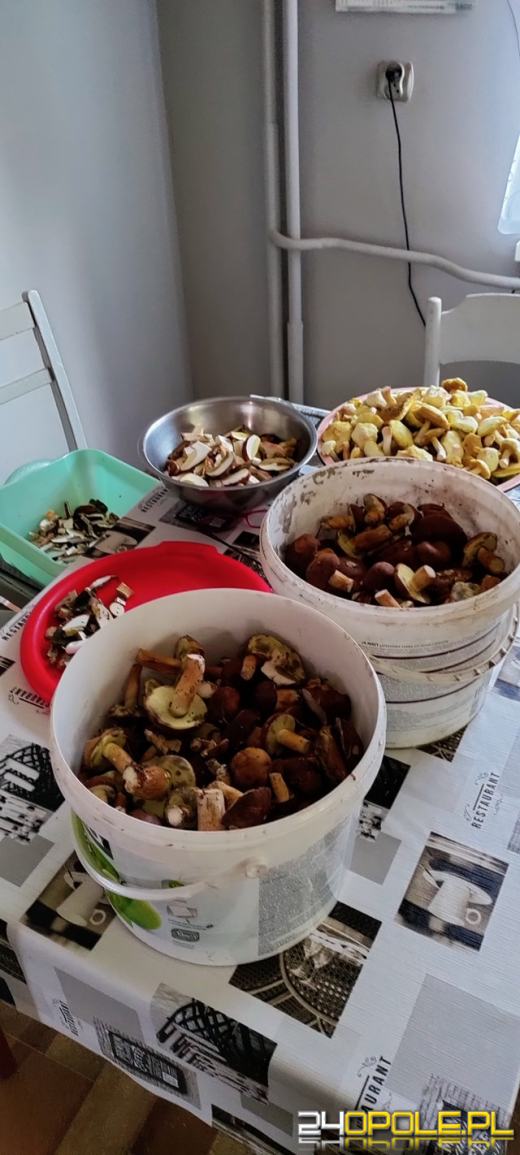 To było prawdziwe grzybobranie. Czytelnicy pochwalili się zbiorami