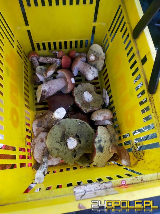 To było prawdziwe grzybobranie. Czytelnicy pochwalili się zbiorami