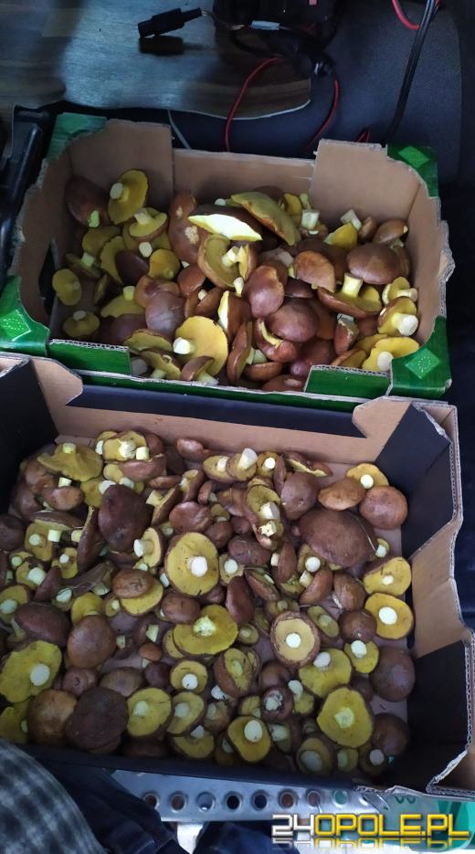 To było prawdziwe grzybobranie. Czytelnicy pochwalili się zbiorami