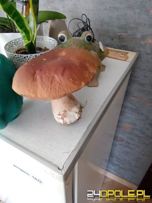 To było prawdziwe grzybobranie. Czytelnicy pochwalili się zbiorami