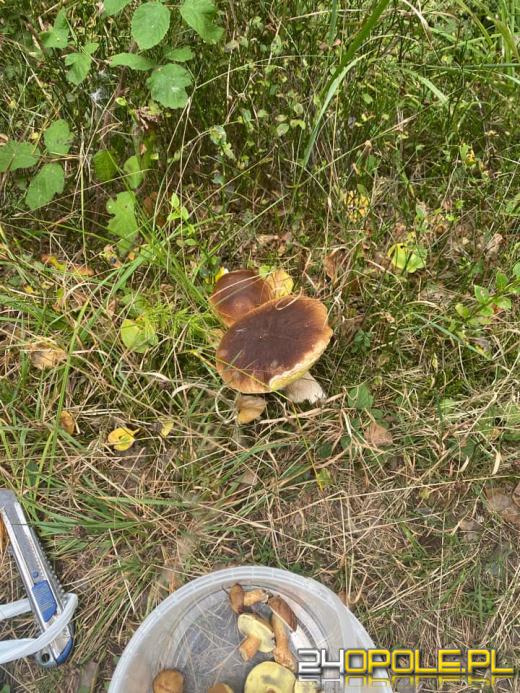 To było prawdziwe grzybobranie. Czytelnicy pochwalili się zbiorami