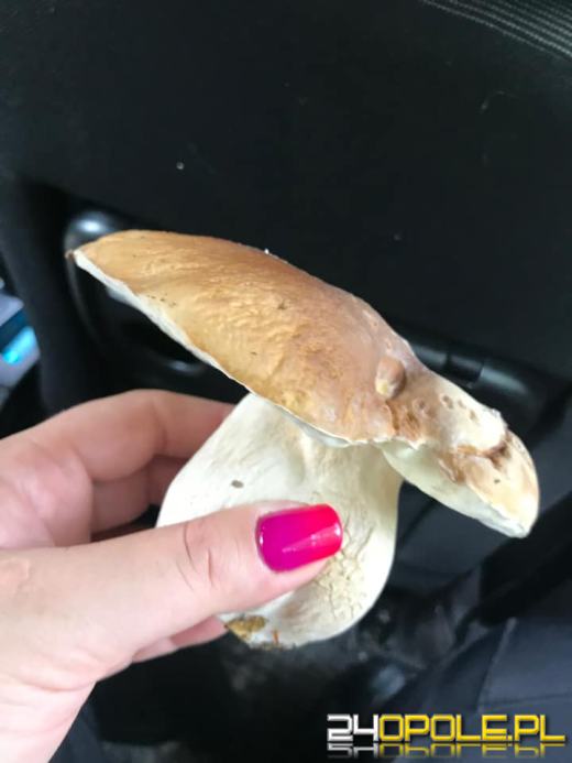 To było prawdziwe grzybobranie. Czytelnicy pochwalili się zbiorami