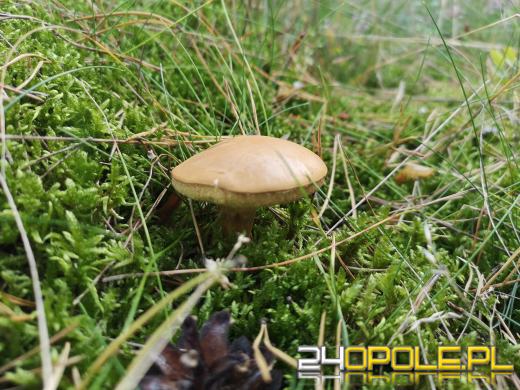 To było prawdziwe grzybobranie. Czytelnicy pochwalili się zbiorami