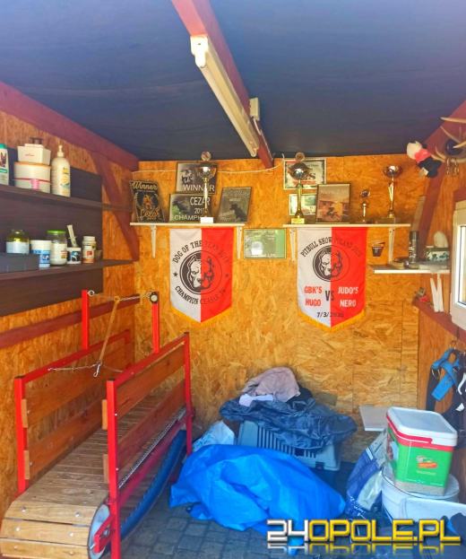 Miał organizować walki psów - areszt dla 41-latka