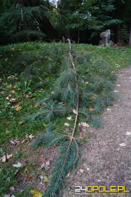 Demolka w parku Parafii Matki Bożej Bolesnej