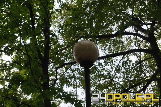 Demolka w parku Parafii Matki Bożej Bolesnej