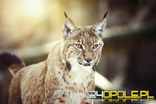 Polski ryś najpiękniejszy w Europie. Poczta Polska świętuje
