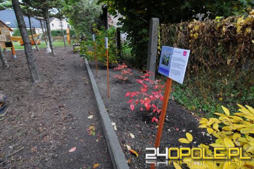 Podopieczni Fundacji DOM mają piękny ogród sensoryczny