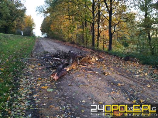 Strażacy odnotowali 323 zdarzenia związane z silnym wiatrem w województwie