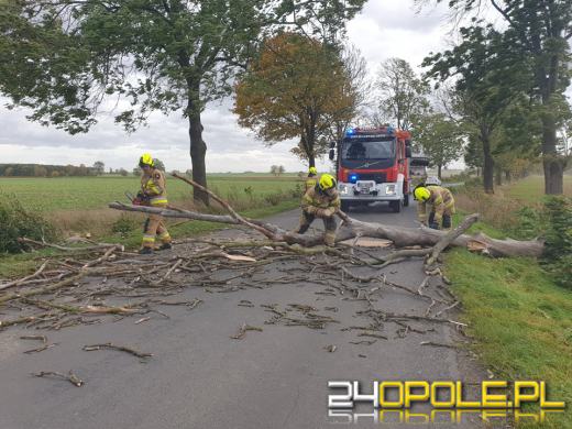 Strażacy odnotowali 323 zdarzenia związane z silnym wiatrem w województwie