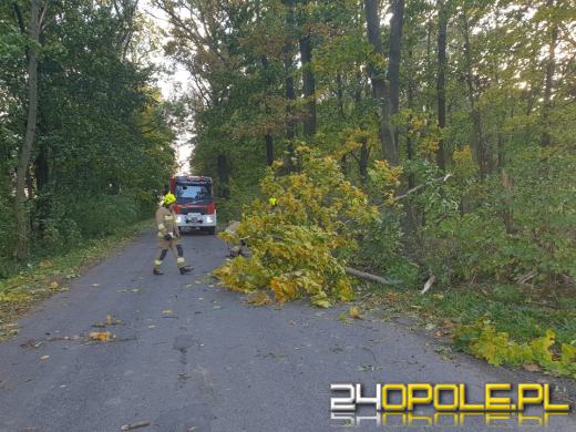 Strażacy odnotowali 323 zdarzenia związane z silnym wiatrem w województwie