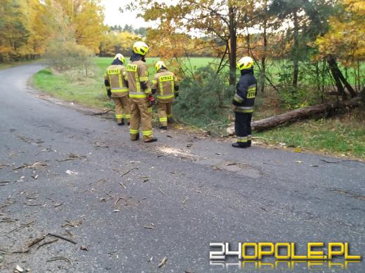 Strażacy odnotowali 323 zdarzenia związane z silnym wiatrem w województwie