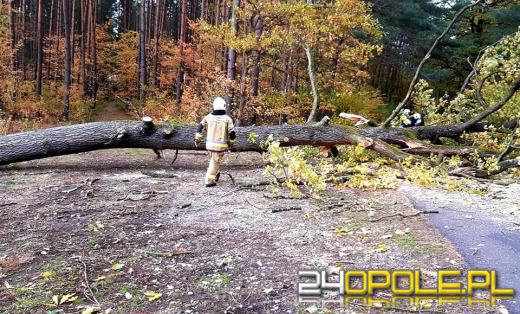 Strażacy odnotowali 323 zdarzenia związane z silnym wiatrem w województwie