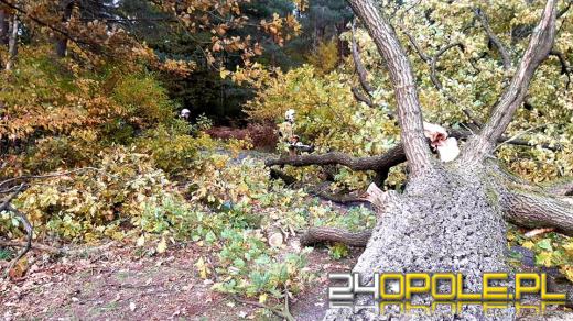 Strażacy odnotowali 323 zdarzenia związane z silnym wiatrem w województwie