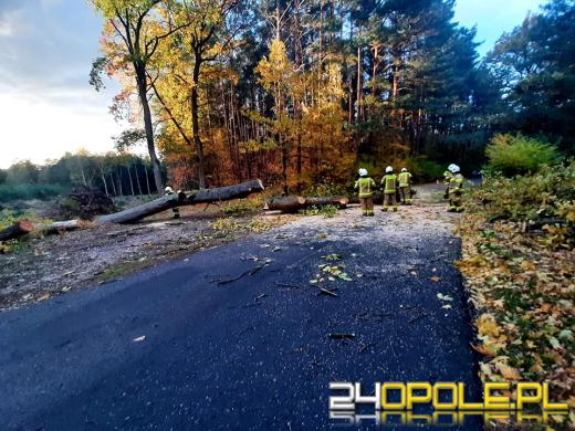 Strażacy odnotowali 323 zdarzenia związane z silnym wiatrem w województwie