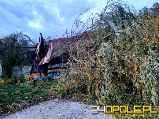 Strażacy odnotowali 323 zdarzenia związane z silnym wiatrem w województwie