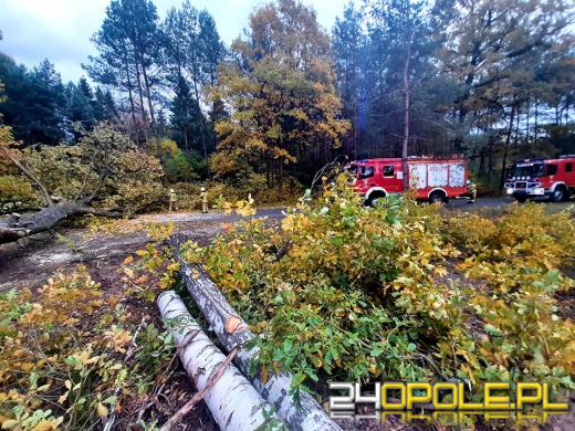 Strażacy odnotowali 323 zdarzenia związane z silnym wiatrem w województwie
