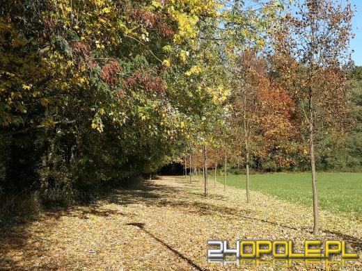 Piękną mamy jesień...tej jesieni!