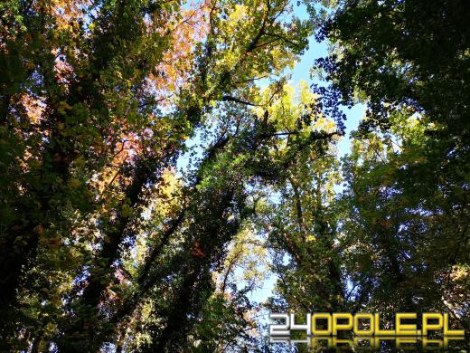 Piękną mamy jesień...tej jesieni!