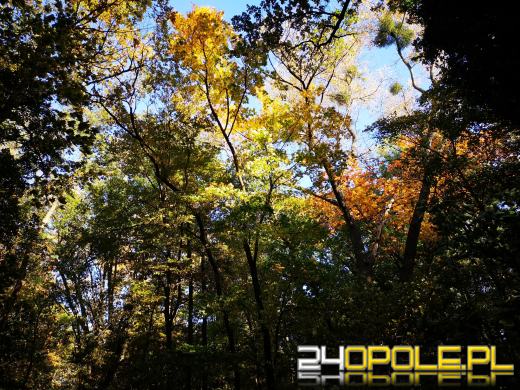 Piękną mamy jesień...tej jesieni!