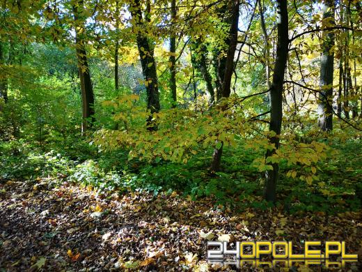 Piękną mamy jesień...tej jesieni!