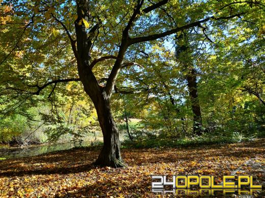 Piękną mamy jesień...tej jesieni!