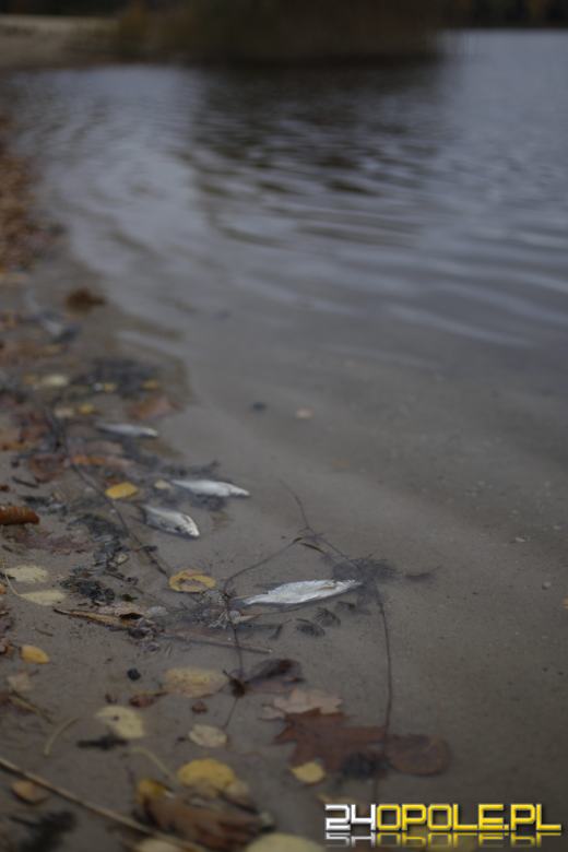 Martwe ryby w  jeziorze w Turawie