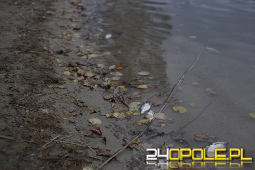 Martwe ryby w  jeziorze w Turawie