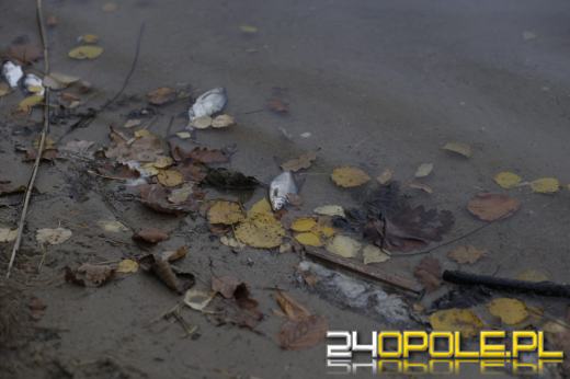 Martwe ryby w  jeziorze w Turawie