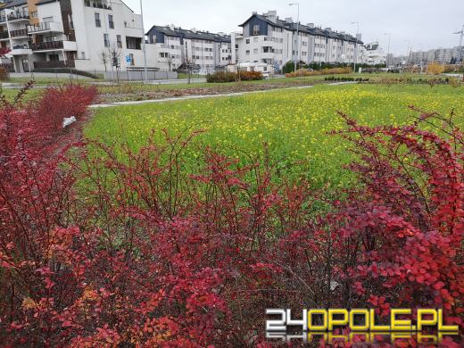 Wandale regularnie demolują Park sensoryczny. Miasto zleciło naprawę zniszczeń